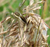 Mit Kokon, Gerandete Jagdspinne (Dolomedes fimbriatus)-L. Klasing