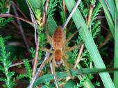 Jungspinne, Gerandete Jagdspinne (Dolomedes fimbriatus)-L. Klasing