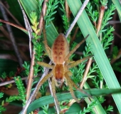 Jungspinne, Gerandete Jagdspinne (Dolomedes fimbriatus)-L. Klasing