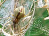 Heide Sackspinne (Cheiracanthium erraticum)-L. Klasing