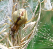 Heide Sackspinne (Cheiracanthium erraticum)-L. Klasing