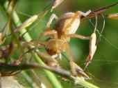 Heide-Sackspinne (Clubiona subtilis)-L. Klasing