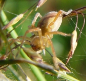 Heide-Sackspinne (Clubiona subtilis)-L. Klasing