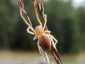 Heide-Sackspinne (Clubiona subtilis)-L. Klasing