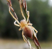 Heide-Sackspinne (Clubiona subtilis)-L. Klasing
