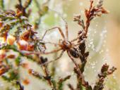 Laufspinne (Philodromus histrio)-L. Klasing