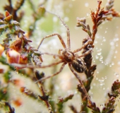 Laufspinne (Philodromus histrio)-L. Klasing