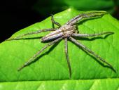 Laufspinne (Tibellus maritimus)-L. Klasing