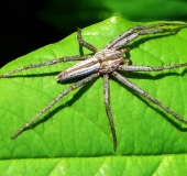 Laufspinne (Tibellus maritimus)-L. Klasing