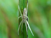 Laufspinne (Tibellus maritimus)-L. Klasing