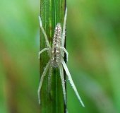 Laufspinne (Tibellus maritimus)-L. Klasing