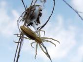 Laufspinne (Tibellus maritimus)-L. Klasing