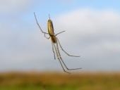 Streckerspinne (Tetragnatha extensa)-L. Klasing