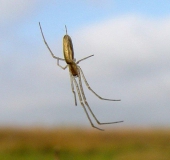 Streckerspinne (Tetragnatha extensa)-L. Klasing