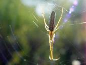 Wellenbindige Streckerspinne (Tetragnatha cf. montana)-L. Klasing