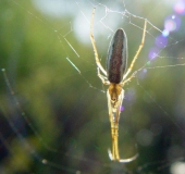 Wellenbindige Streckerspinne (Tetragnatha cf. montana)-L. Klasing