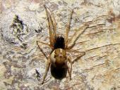 Streckerspinne (Pachygnatha degeeri)-L. Klasing