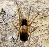 Streckerspinne (Pachygnatha degeeri)-L. Klasing