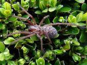 Große Winkelspinne (Tegenaria atrica)-L. Klasing