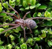 Große Winkelspinne (Tegenaria atrica)-L. Klasing