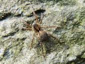 Wolfsspinne (Pardosa palustris)-L. Klasing