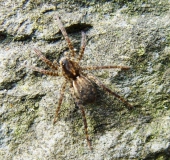 Wolfsspinne (Pardosa palustris)-L. Klasing