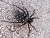 Dunkle Wolfspinne (Pardosa cf. amentata)-L. Klasing