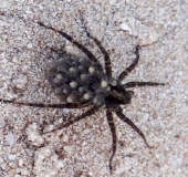 Dunkle Wolfspinne (Pardosa cf. amentata)-L. Klasing