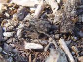 Wolfspinne (Pardosa lugubris)-L. Klasing