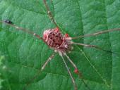 Weberknecht mit Wassermilbennymphen (Phalangium opilio)-L. Klasing