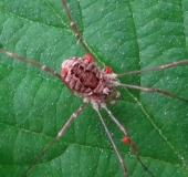 Weberknecht mit Wassermilbennymphen (Phalangium opilio)-L. Klasing