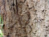 Weberknecht (Opilio canestrinii)-L. Klasing