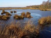 Alter Torfstich im Emsdettener Venn-L. Klasing