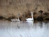 Alter Torfstich im Emsdettener Venn: Höckerschwan (Cygnus olor)-L. Klasing