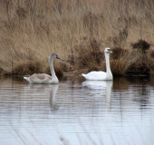 Alter Torfstich im Emsdettener Venn: Höckerschwan (Cygnus olor)-L. Klasing