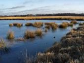Alter Torfstich im Emsdettener Venn-L. Klasing