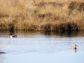 Alter Torfstich im Emsdettener Venn:  Löffelente (Anas clypeata)-L. Klasing