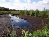 Alter Torfstich im Emsdettener Venn-L. Klasing