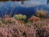 Alter Torfstich im Emsdettener Venn-L. Klasing