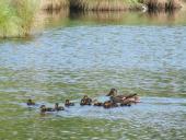 Alter Torfstich im Emsdettener Venn: Stockente (Anas platyrhynchos)-L. Klasing