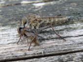 Schlichte Raubfliege w. (Machimus rusticus)-L. Klasing