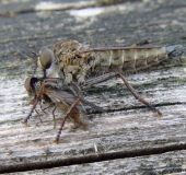 Schlichte Raubfliege w. (Machimus rusticus)-L. Klasing