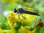 Raubfliege Gemeiner Strauchdieb (Neoitamus cyanurus)-L. Klasing