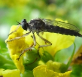 Raubfliege Gemeiner Strauchdieb (Neoitamus cyanurus)-L. Klasing