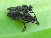Paarung: Raubfliege (Neomochtherus geniculatus)-L. Klasing