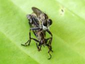 Paarung: Raubfliege (Neomochtherus geniculatus)-L. Klasing