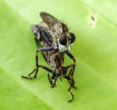 Paarung: Raubfliege (Neomochtherus geniculatus)-L. Klasing