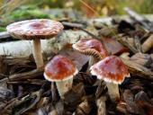 Orangeroter Träuschling (Stropharia aurantica)-L. Klasing
