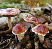 Orangeroter Träuschling (Stropharia aurantica)-L. Klasing