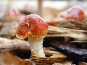 Orangeroter Träuschling (Stropharia aurantica)-L. Klasing